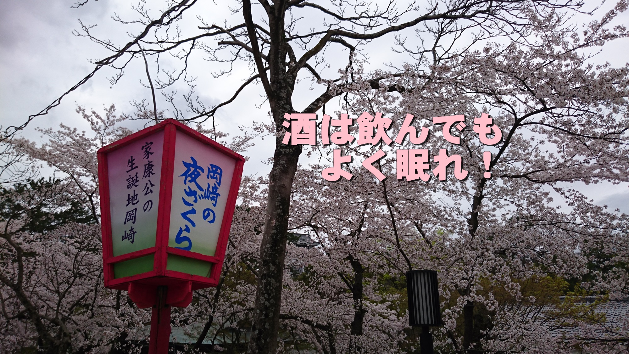 お花見、想い、ご長寿！