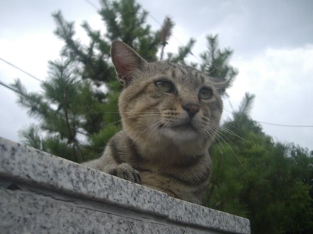 「姿」の中には
